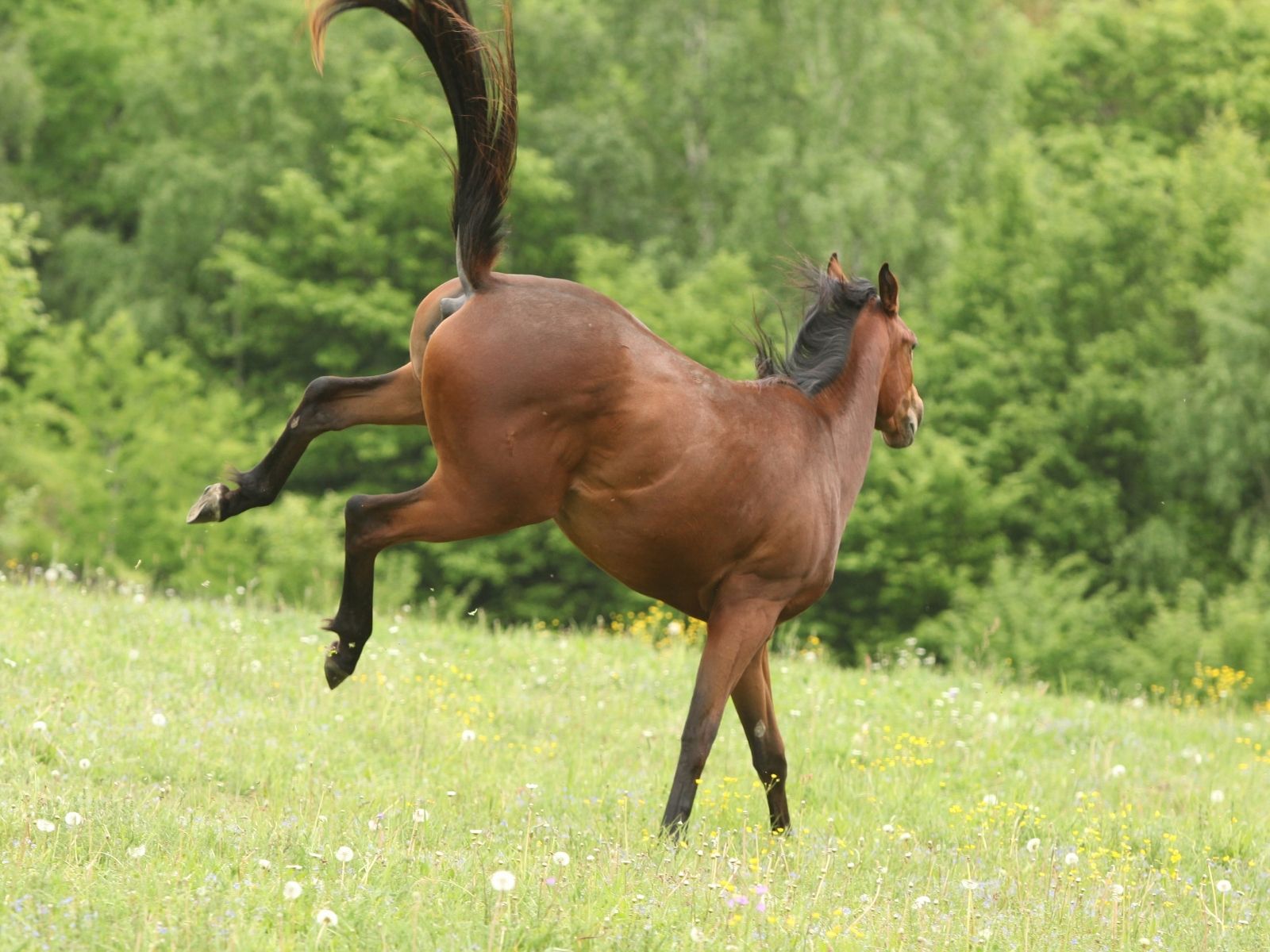 horse kicks out