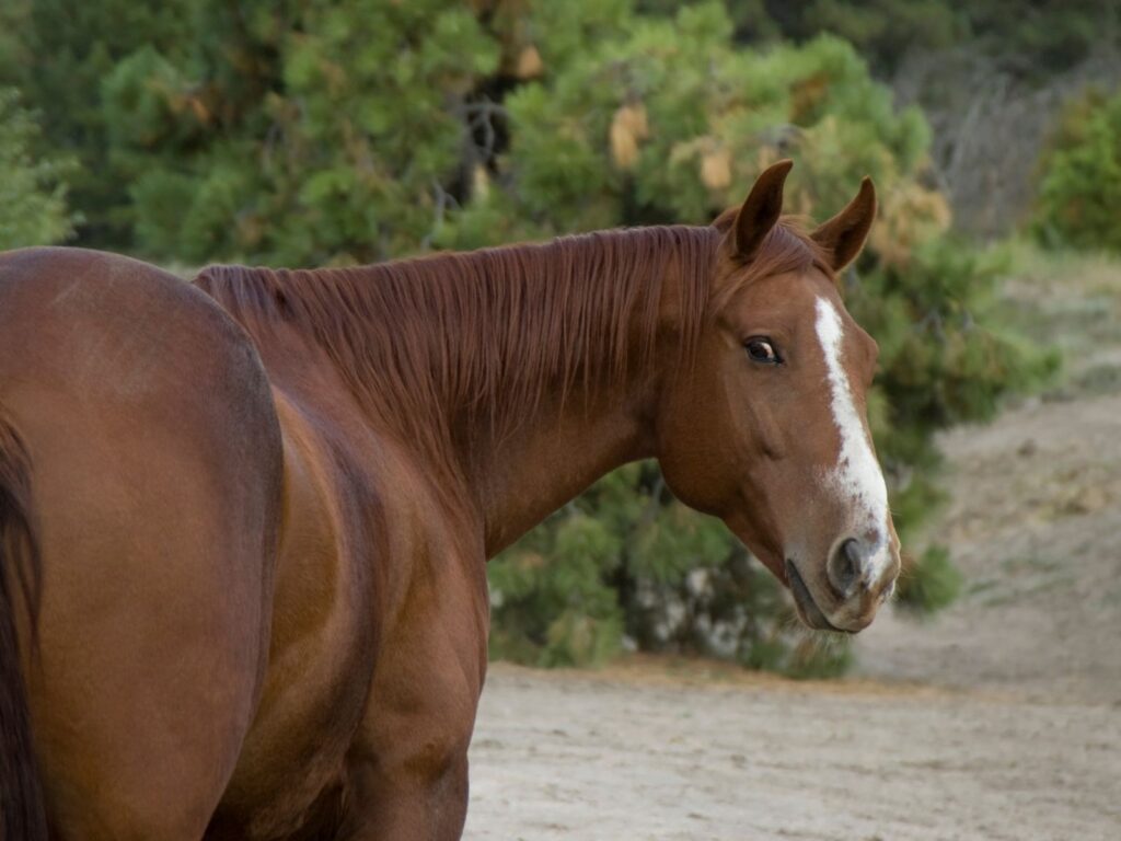 your horse says don't make this mistake