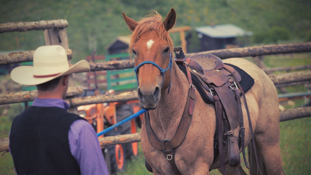 horse trainer working with colt