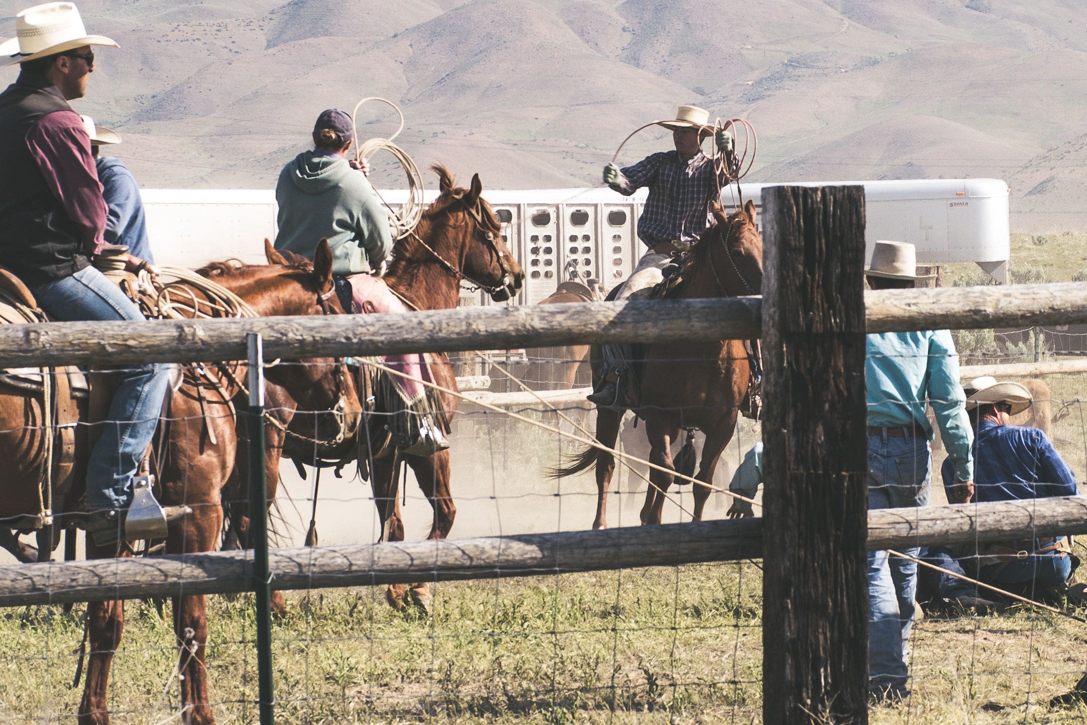 working horses at branding