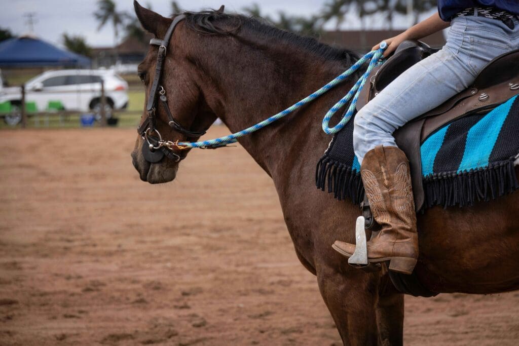 Horse photo