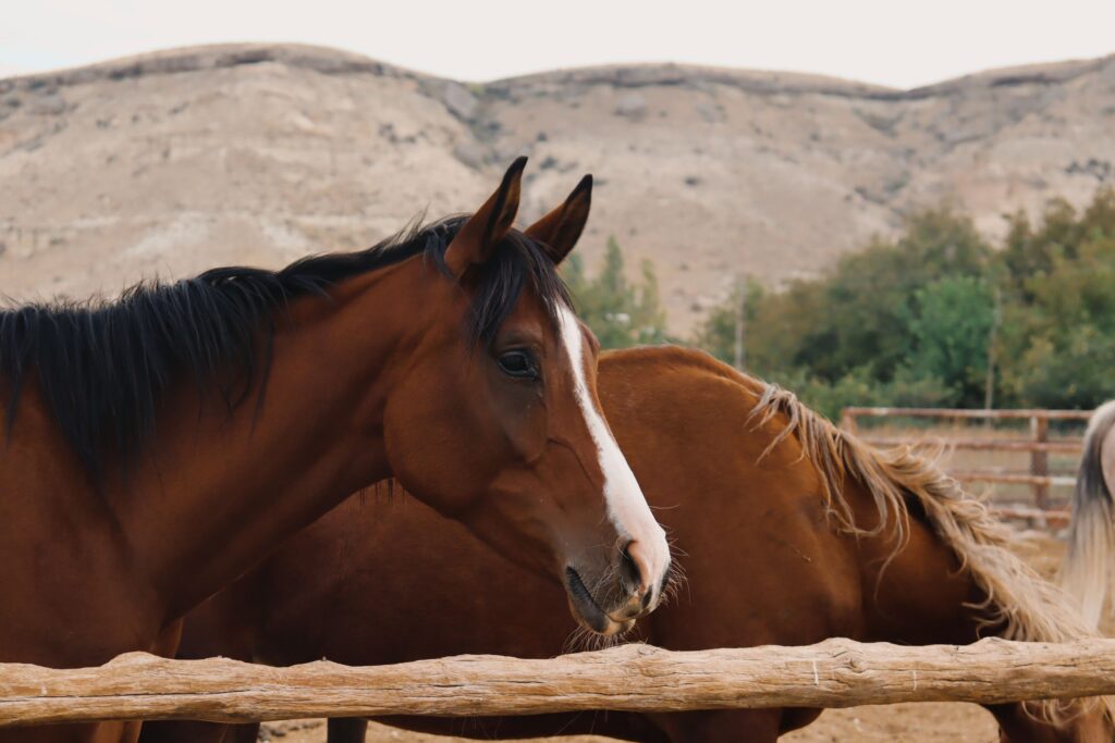 find time to ride your horse consistently